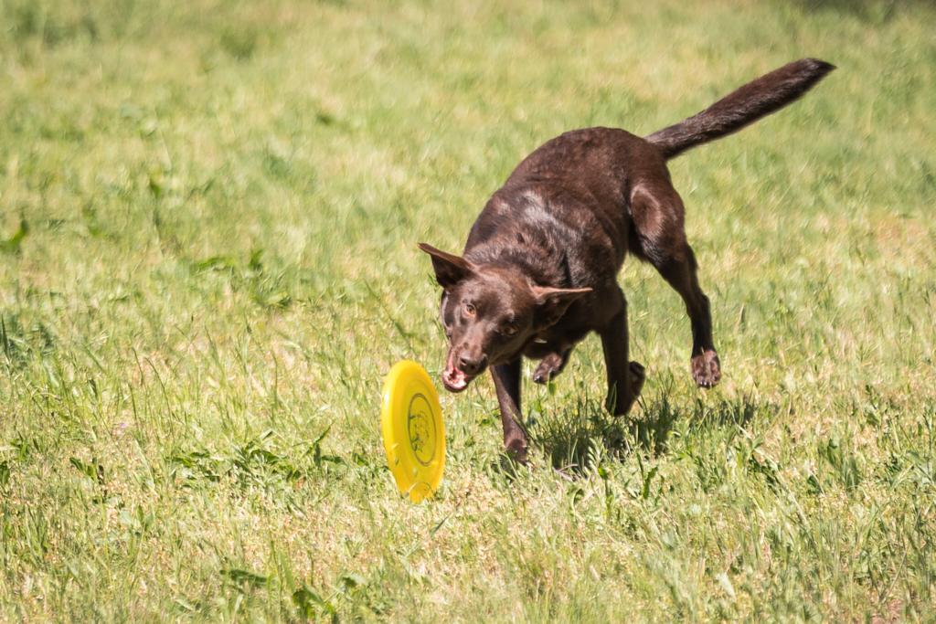 Australian Kelpie Malibu in Action